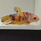 betta splendens man