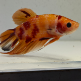 betta splendens man