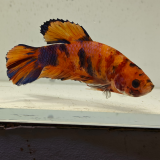 betta splendens man