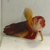 betta splendens man