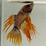 betta splendens man