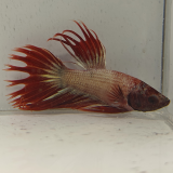 betta splendens man