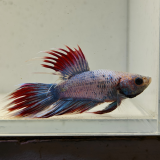 betta splendens man