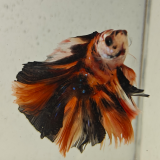betta splendens man