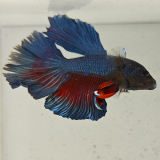 betta splendens man