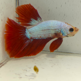 betta splendens man