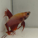 betta splendens man