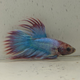 betta splendens man