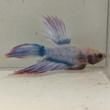 betta splendens man