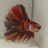betta splendens man