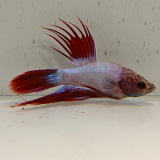betta splendens man