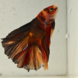 betta splendens man