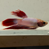 betta splendens man