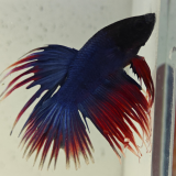betta splendens man