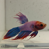 betta splendens man