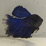 betta splendens man