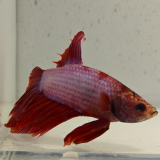 betta splendens man