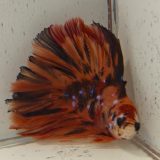 betta splendens man