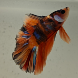 betta splendens man