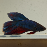 betta splendens man
