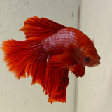 betta splendens man