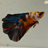 betta splendens man