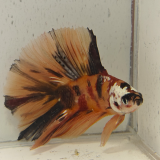 betta splendens man