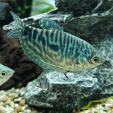 Trichogaster trichopterus