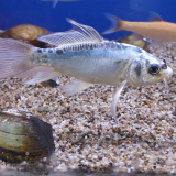 Cyprinus carpio