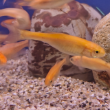 Pimephales promelas