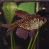 Moenkhausia pittierii