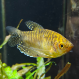 trichogaster trichopterus