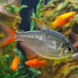 Moenkhausia spec. colombia
