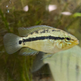 apistogramma kullanderi