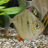 Metynnis fasciatus