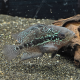 Cichlasoma species