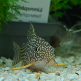 Corydoras sterbai