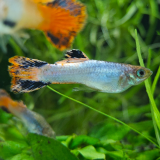 Lebistes reticulatus (man) coral red velvet