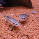 Otocinclus Vestitus