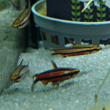 Nannostomus rubrocaudatus