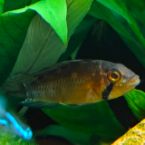 Apistogramma atahualpa