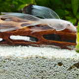 Ancistrus cf. cirrhosus (snowwhite longfin)