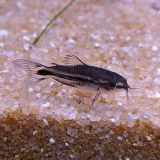 Corydoras pygmaeus