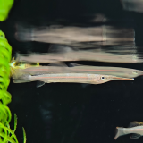 Hemirhamphodon cf. kapuaensis