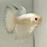 betta splendens (man)