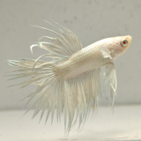 betta splendens man