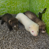 Mustela putorius furo
