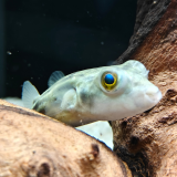 Tetraodon pustulatus