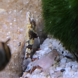 Parotocinclus sp. 3