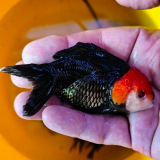 Red/Black apache oranda